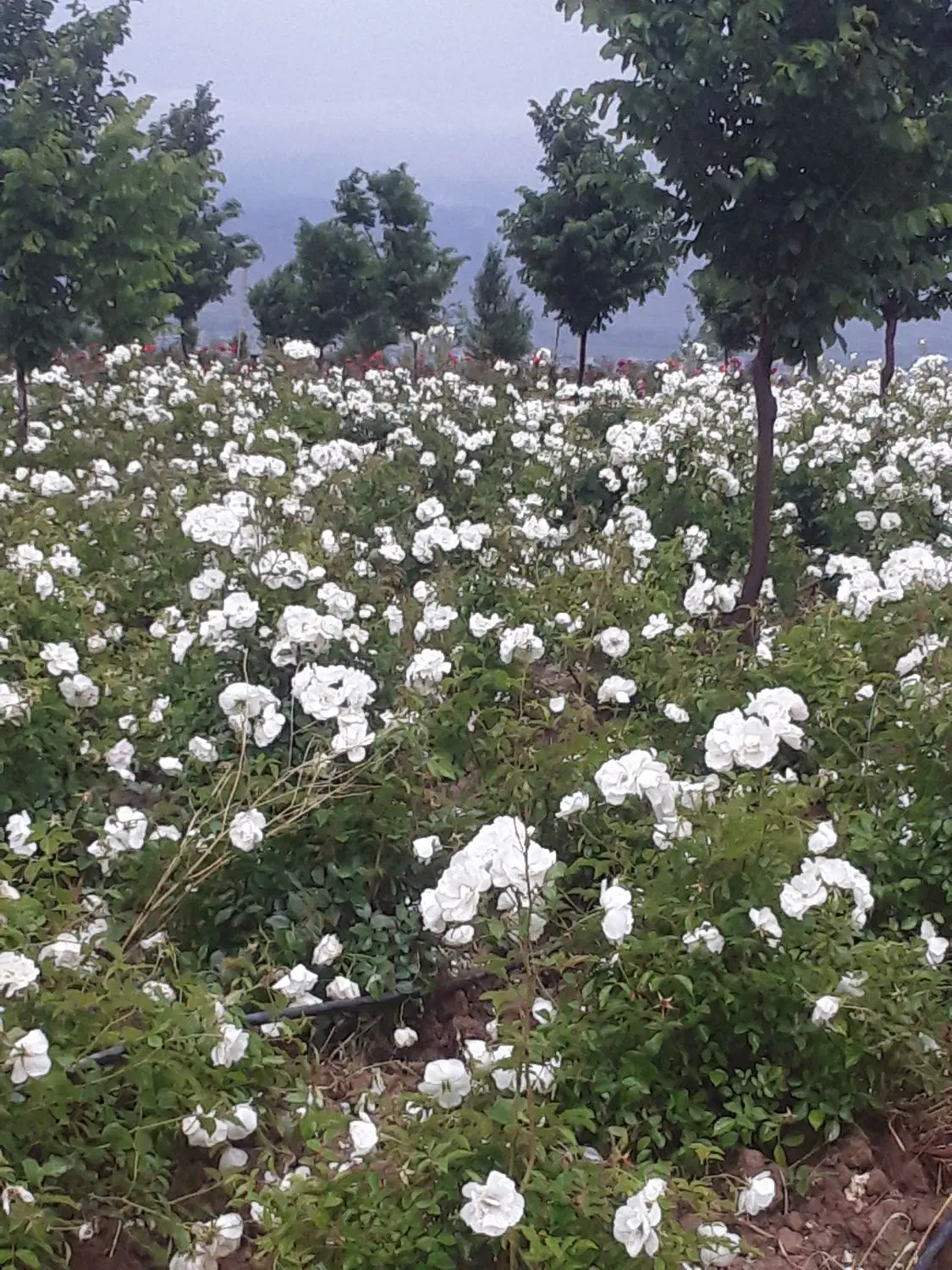 زمین کشاورزی نصف کاری