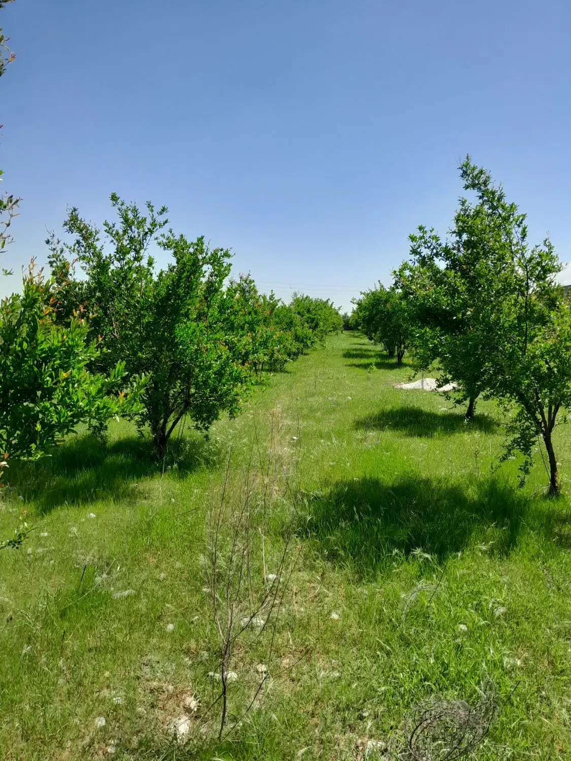 زمین باغی
