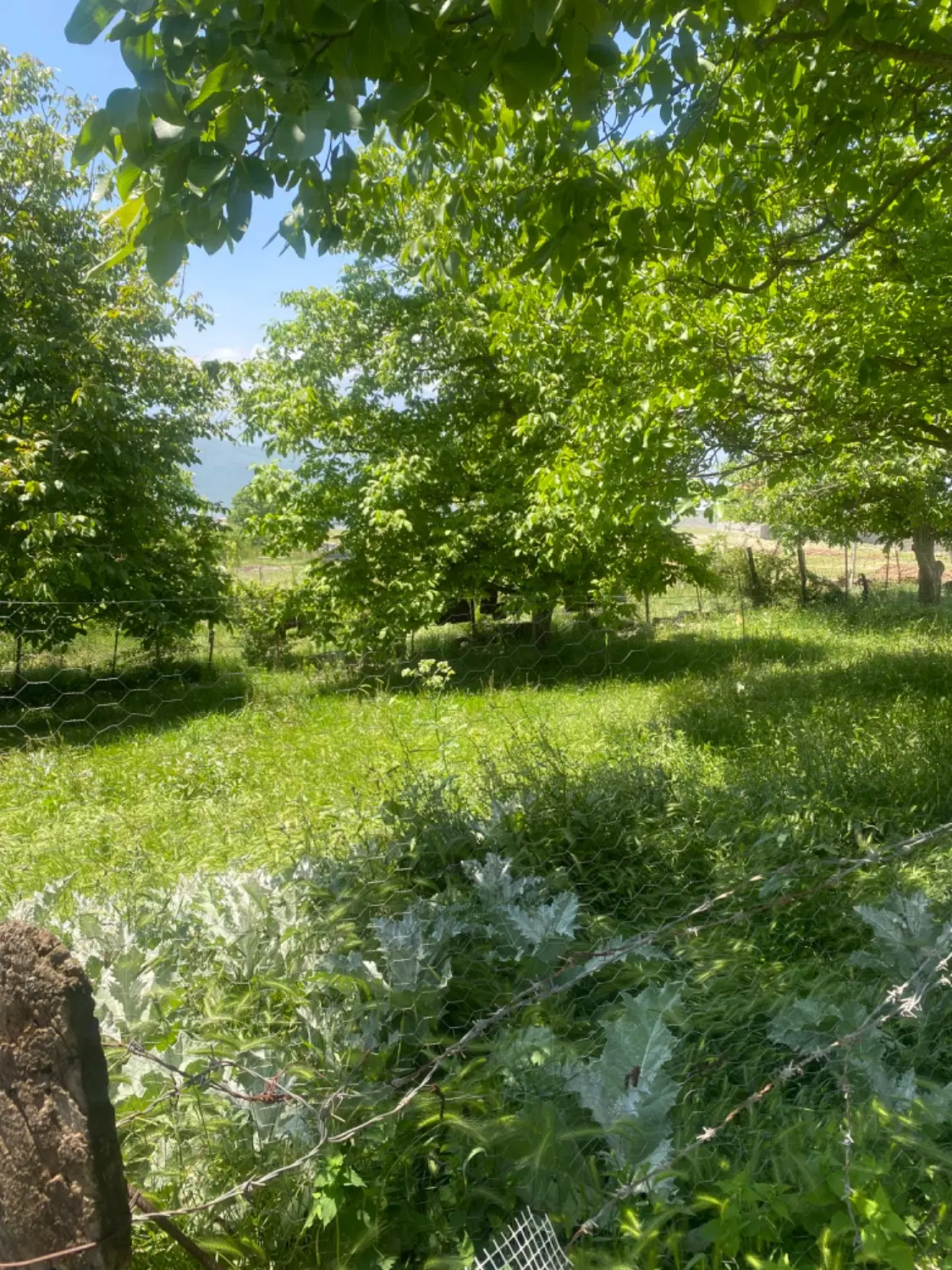 زمین۱۳۵ متری در روستای کوهپر