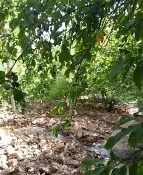 ویلا کلبه باغ مبله قلات