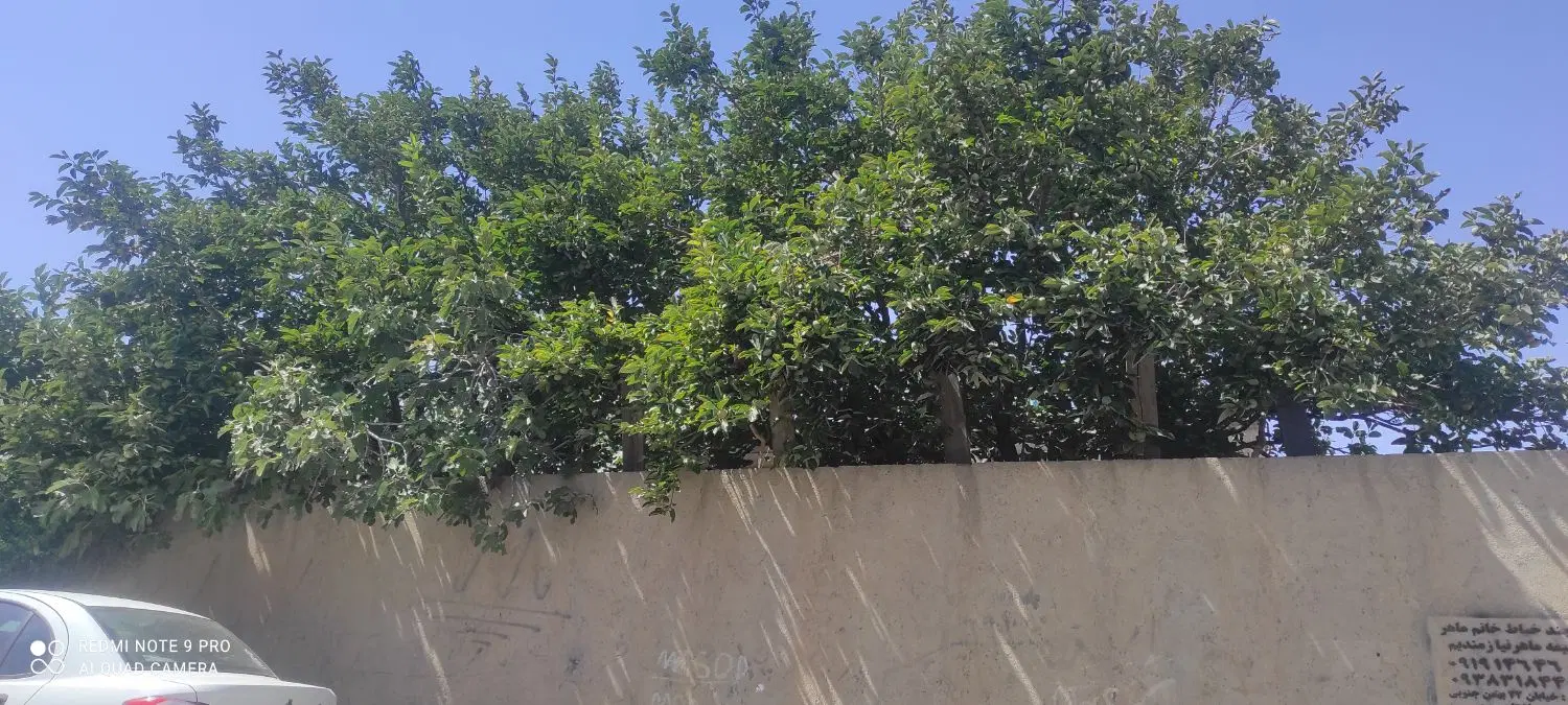 کشاورزی