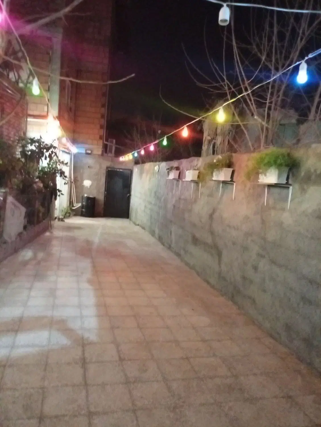 سویت رو به جنگل