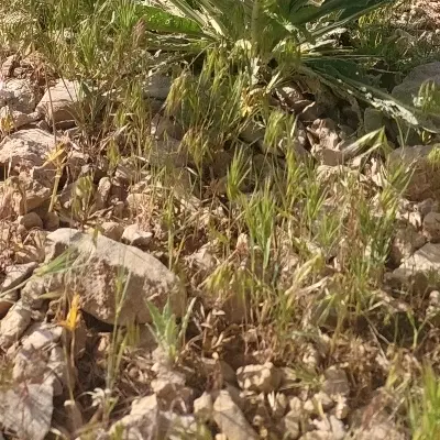 زمین تجاری جاده اصفهان مادوان سفلی