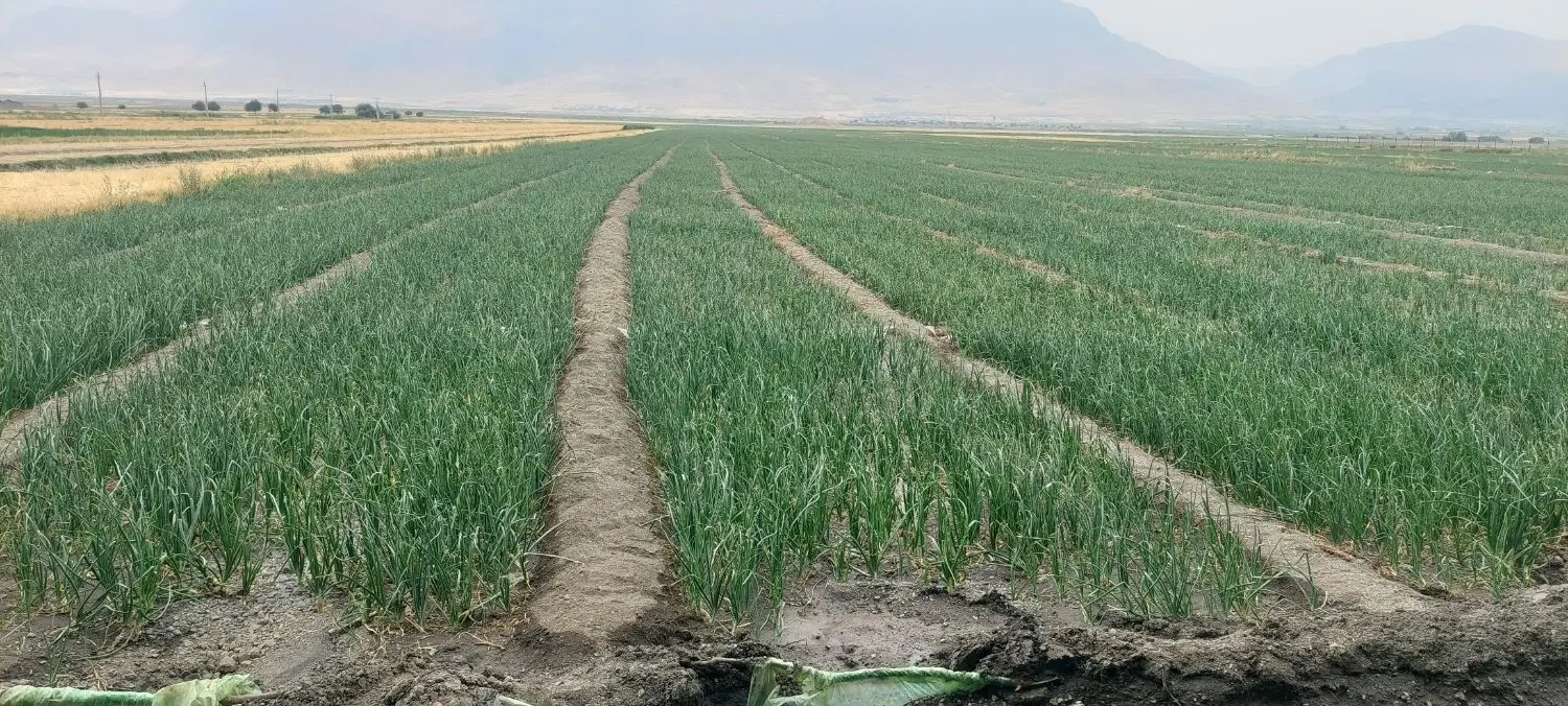 ۳۰۰۰۰هزارمترزمین آبی و۴۹۰مترویلا