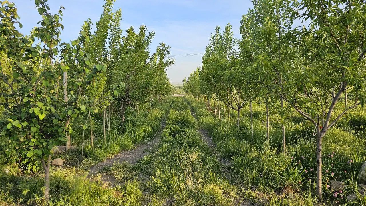 باغ کنار خیابان داخل اردبیل سند شش دانگ