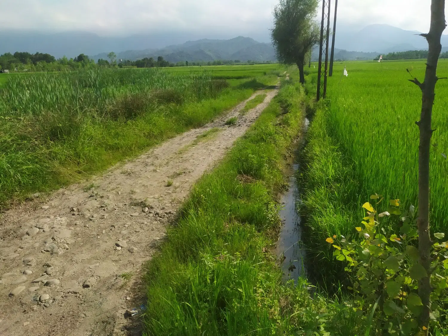 زمین برجاده باغی
