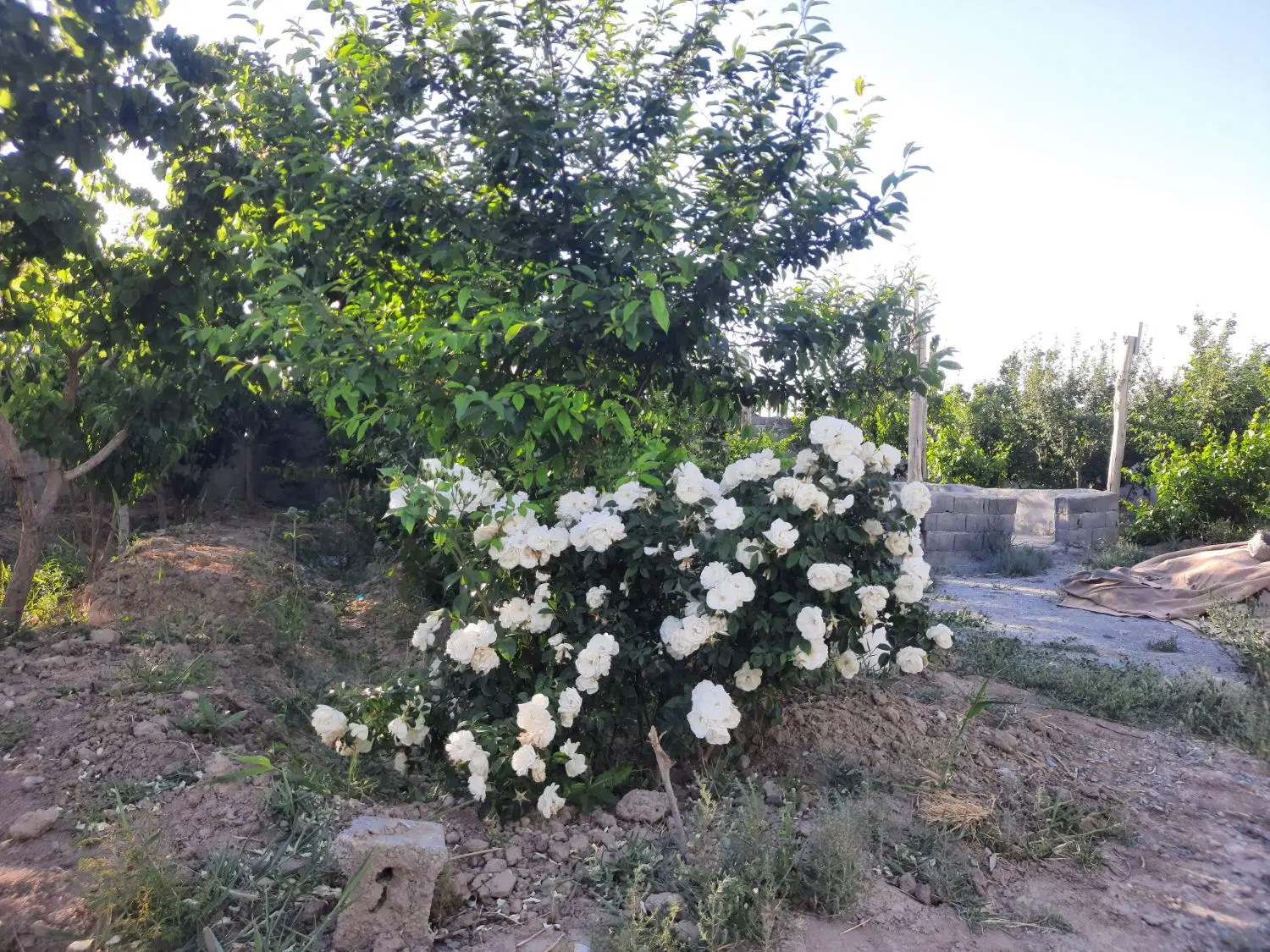 فروش باع سرسبز
