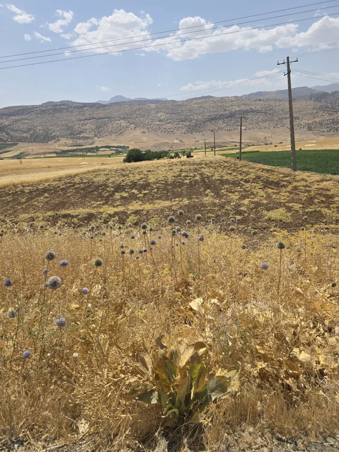 زمین کشاورزی روی جاده اصلی کامیاران مریوان حدود ۵ه