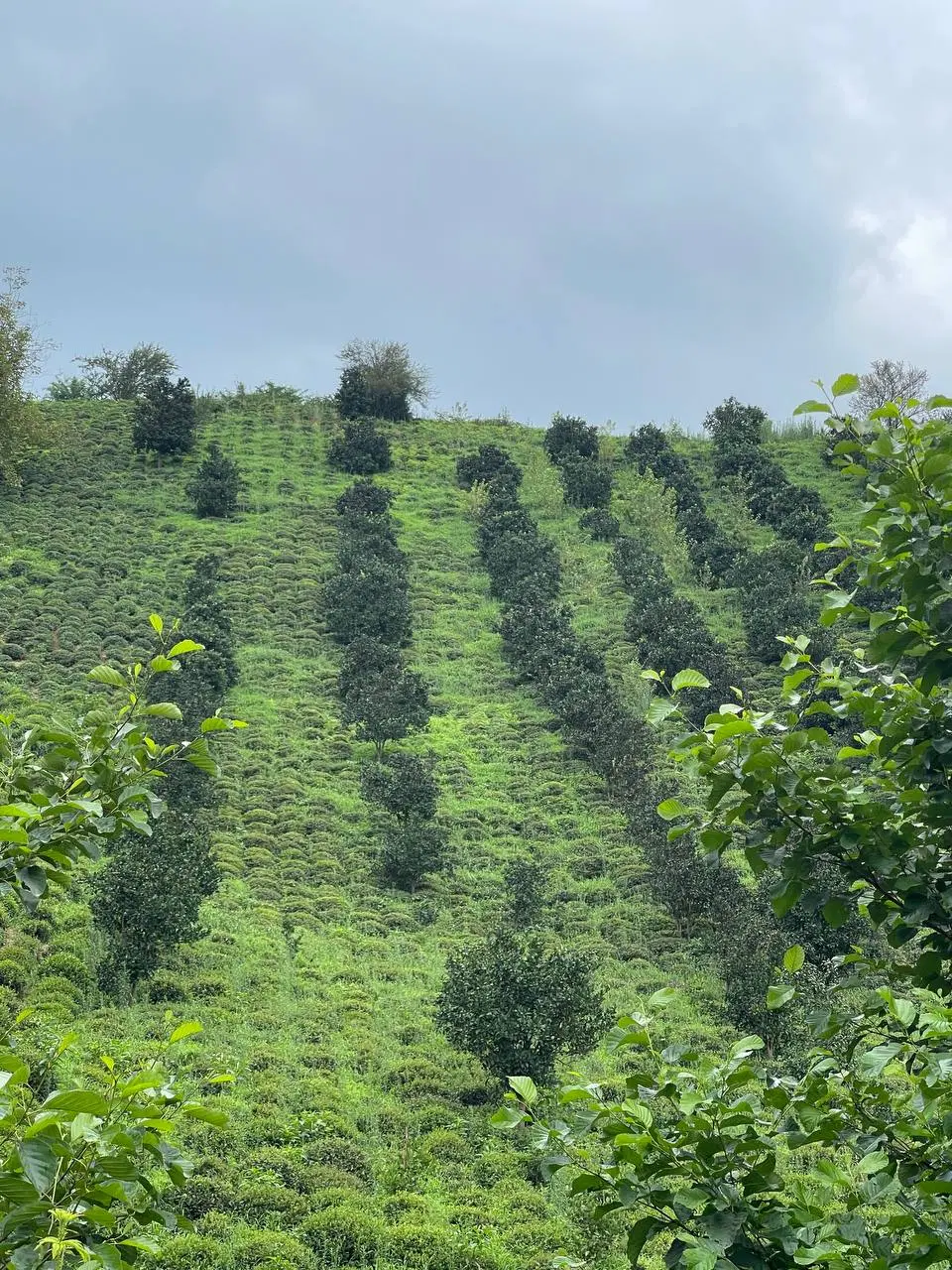 باغ چای ۵۰۰۰متر با دفترچه چایکاری
