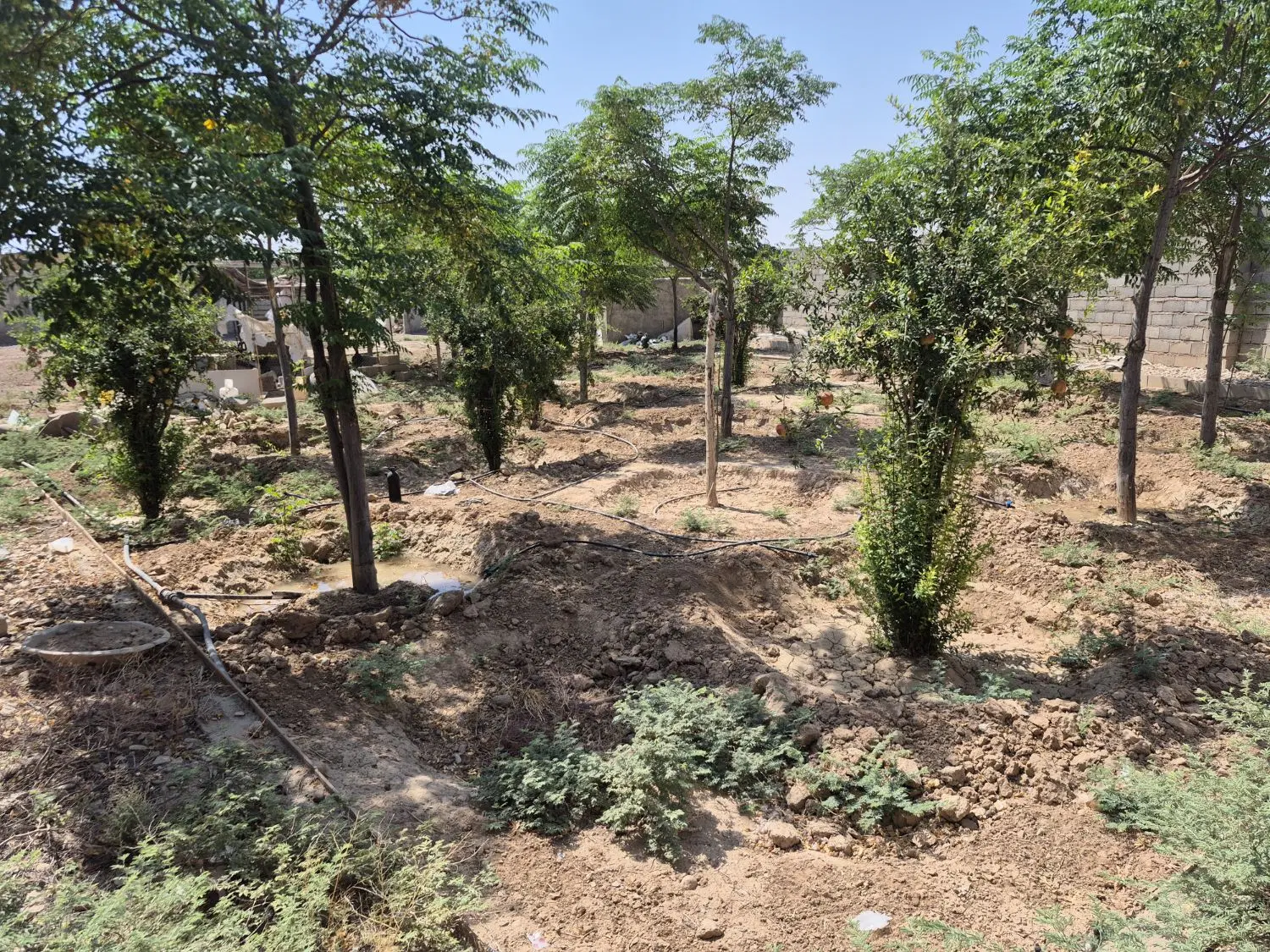 فروش زمین عرصه و عیان