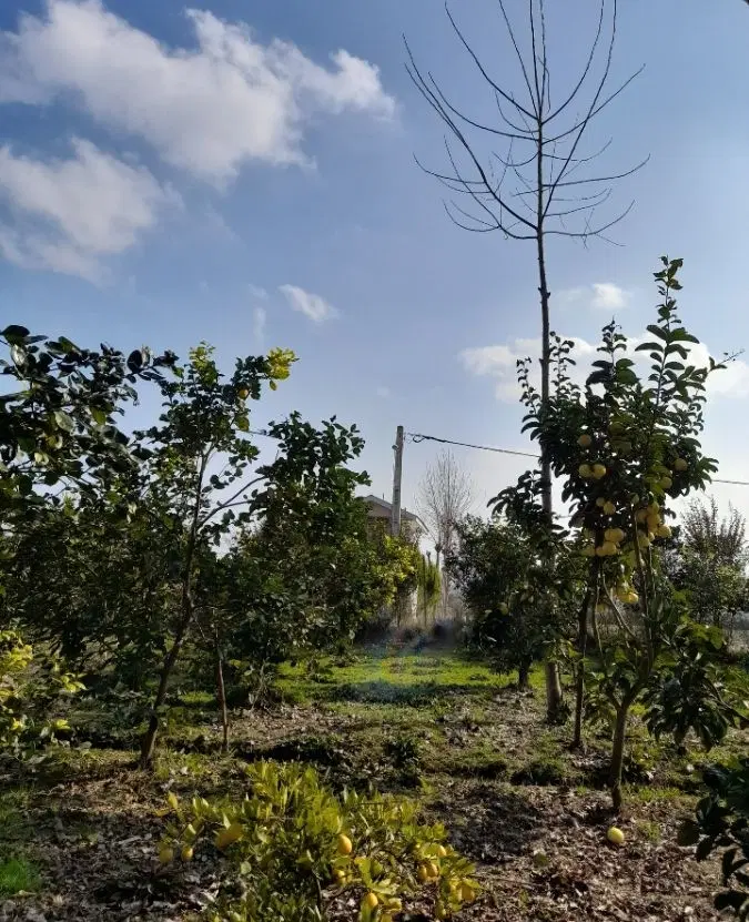 زمین مسکونی