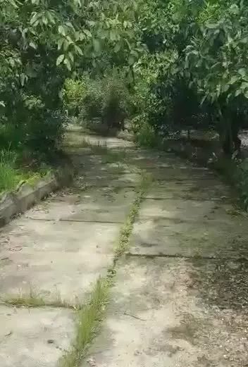 فروش ملک سرسبز ۶۵۰ متری در نشتارود