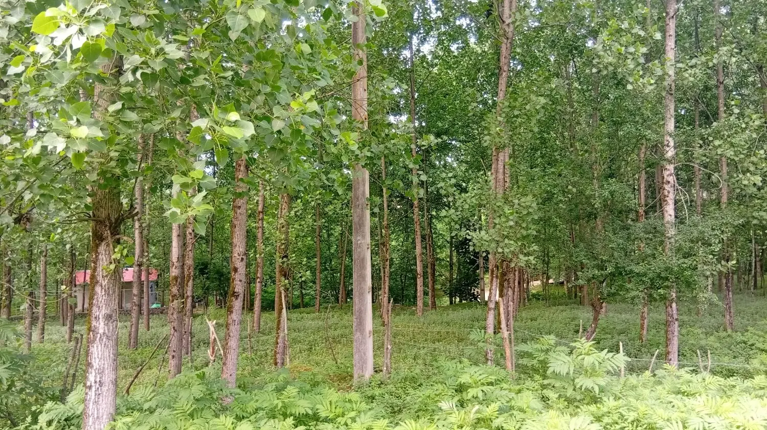 زمین روستایی