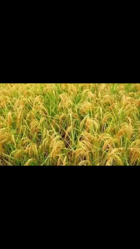 زمین کشاورزی  برنج هاشمی