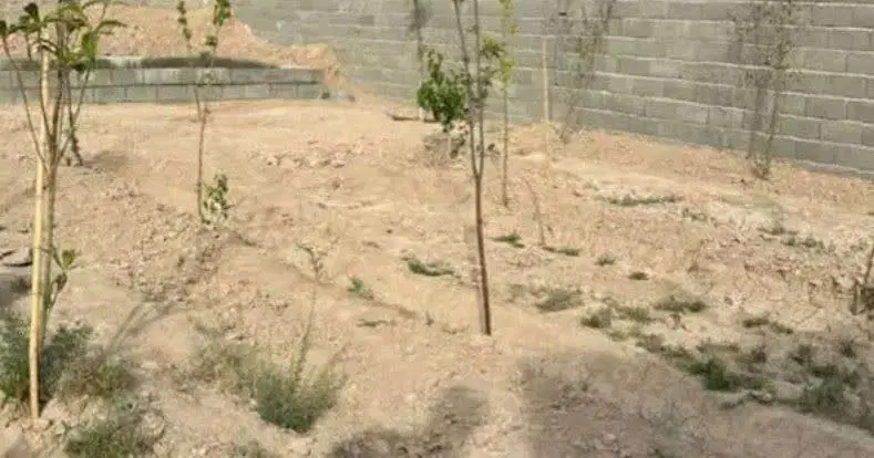 فروش باغچه