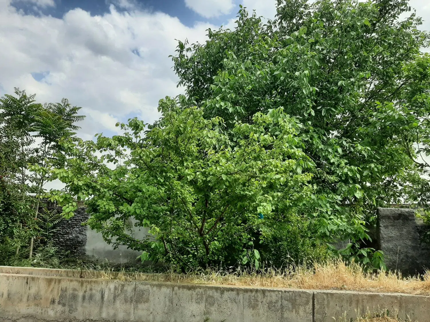زمین مسکونی داخل روستا با درخت پر سمر