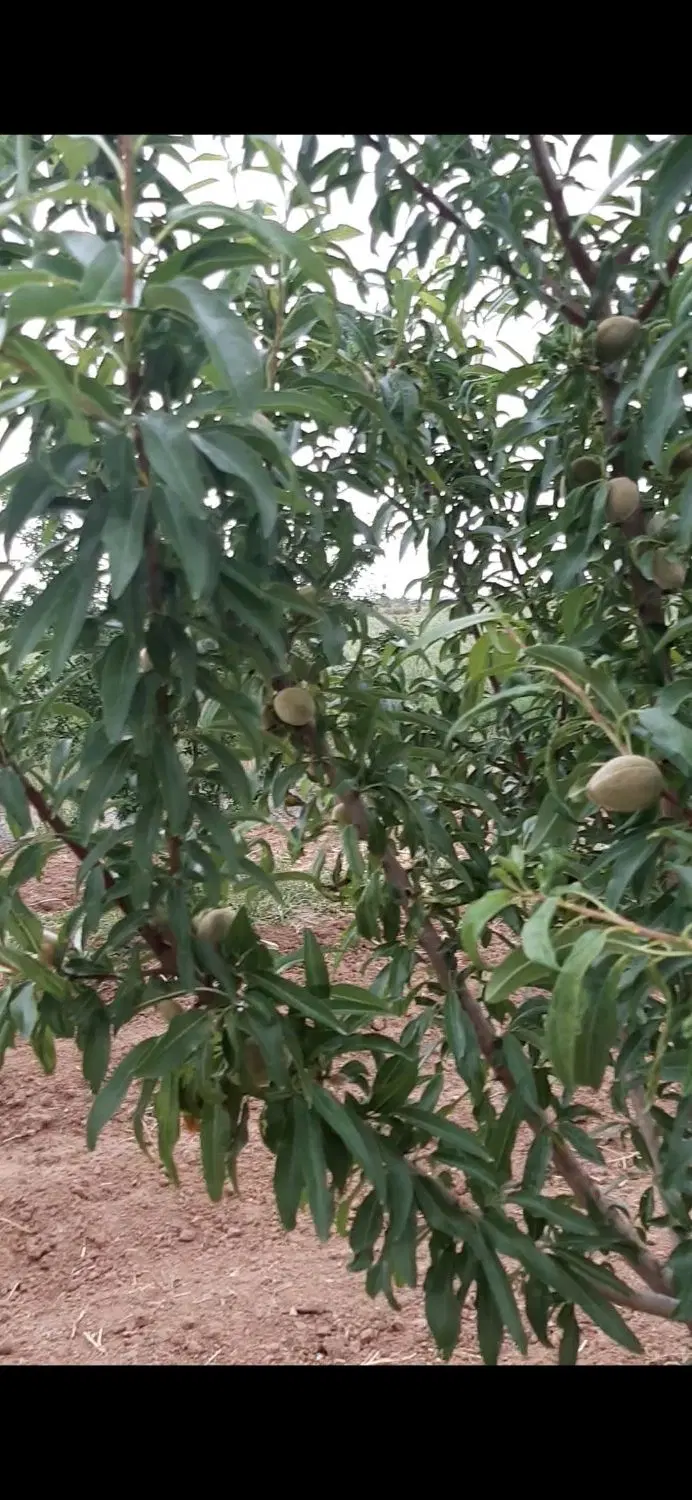 باغ