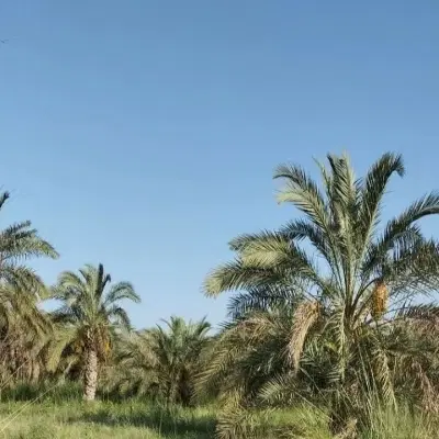زمین و باغ سه نبش