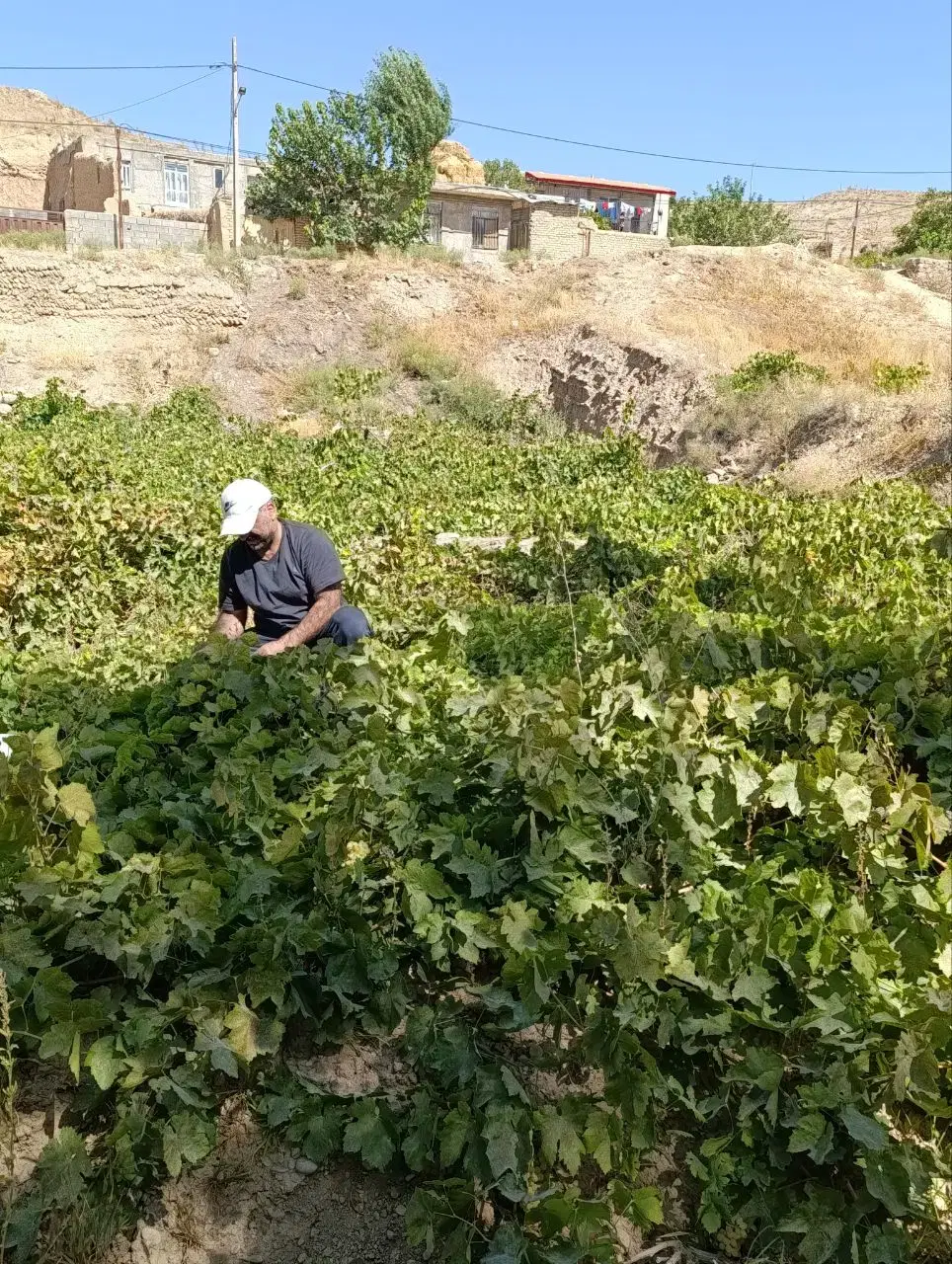باغ