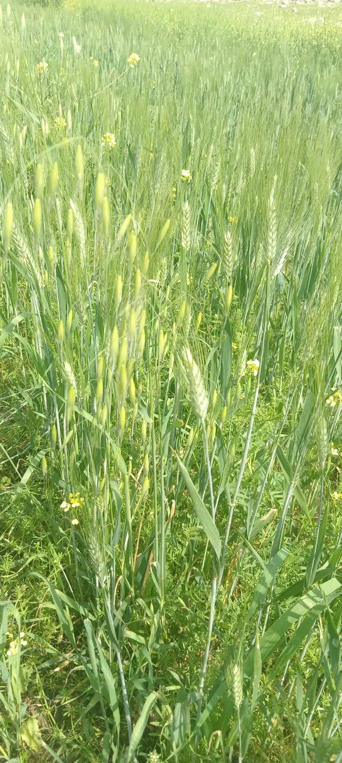 اجاره زمین کشاورزی