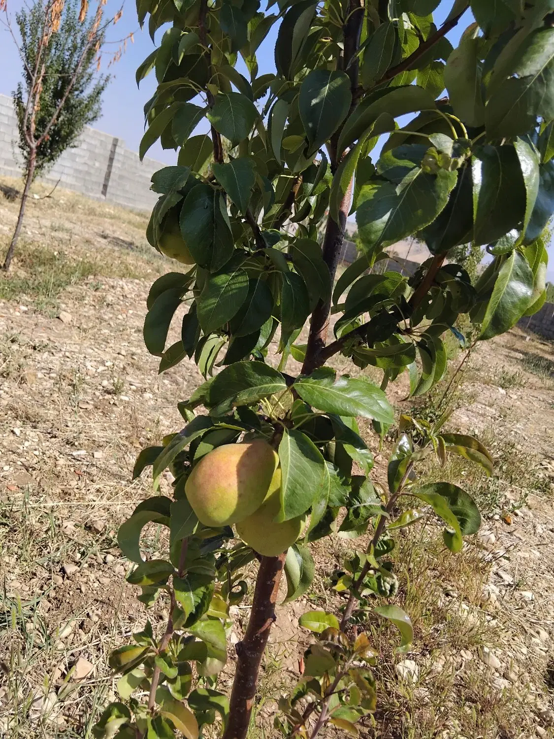 فروش باغ تنگاری دشتروم