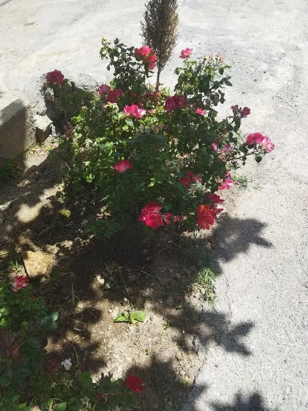 زمین .باغ.گلخانه