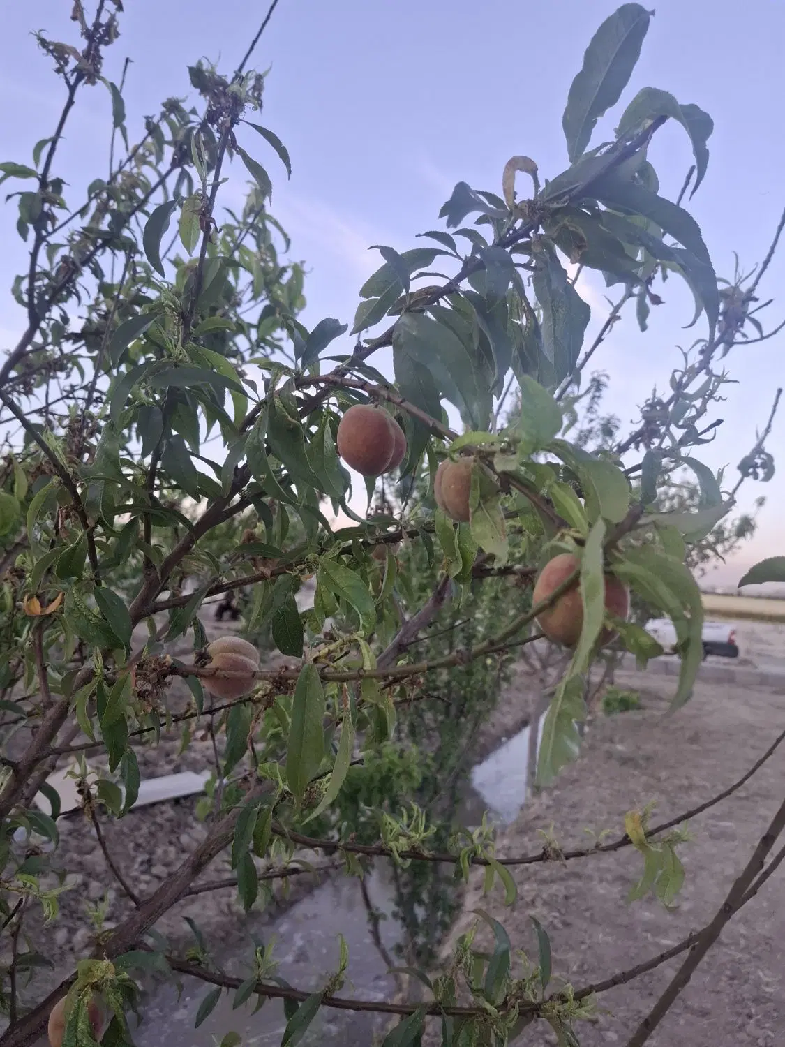 باغ در ده حسن