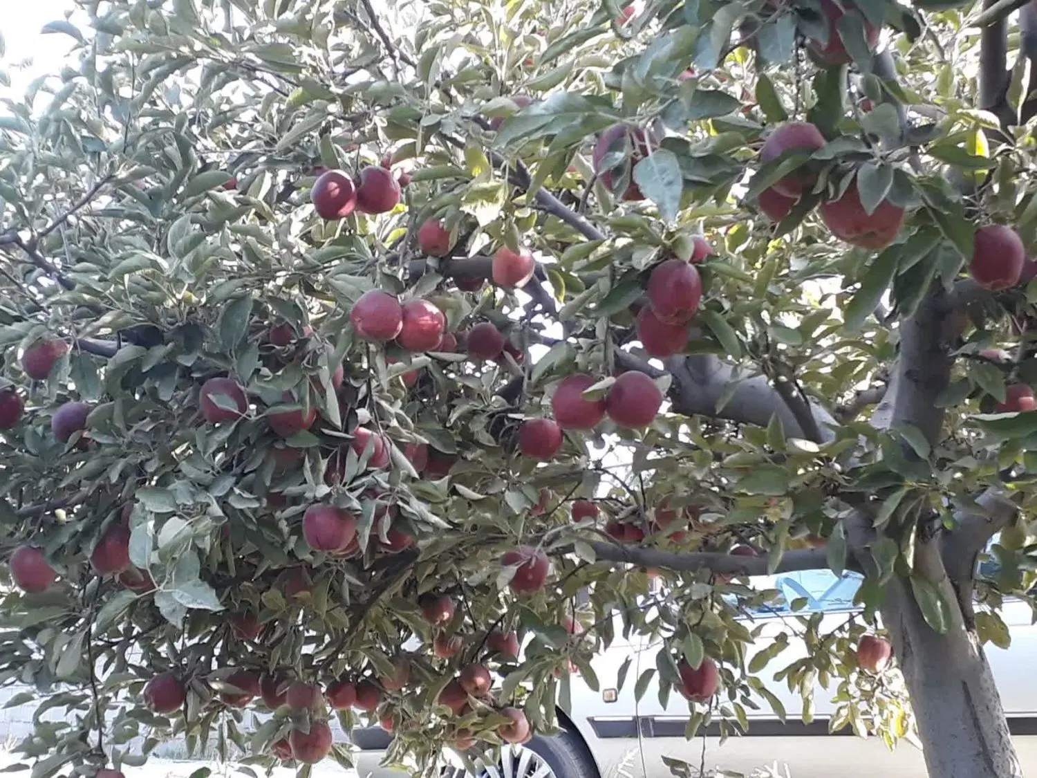 باغچه نقلی عارفی