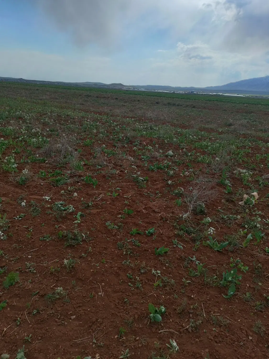 زمین کشاورزی در نمرور