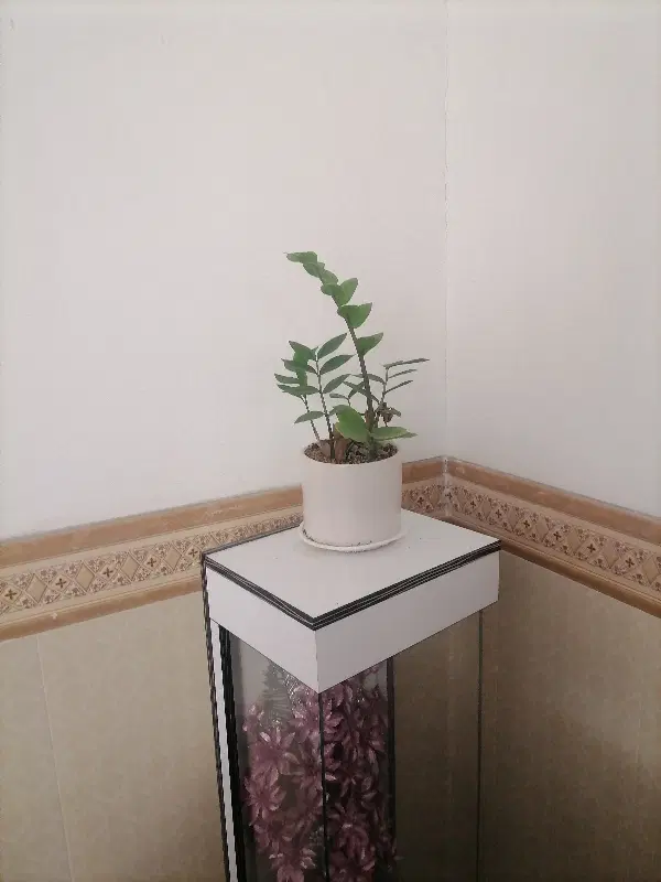 مشارکت رسالت