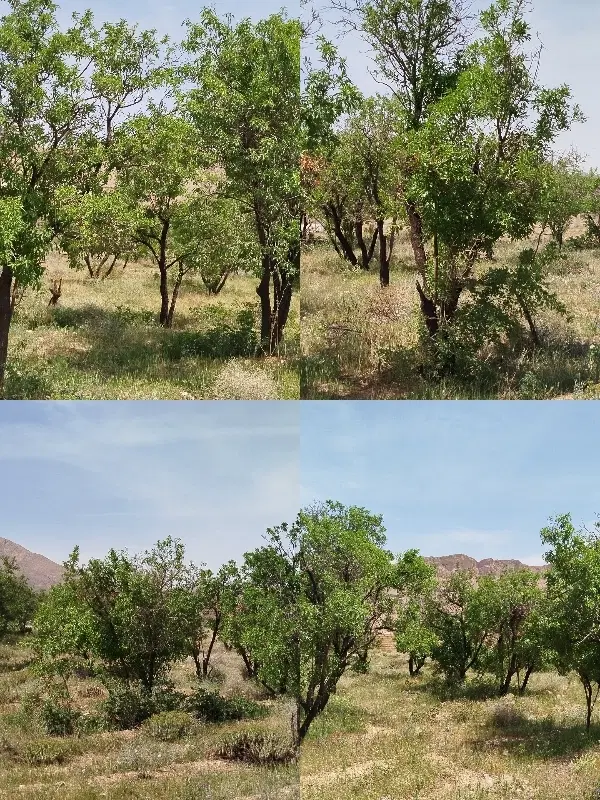 زمین کشاورزی
