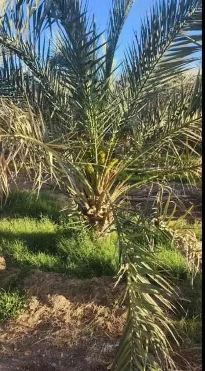 خونه باغ