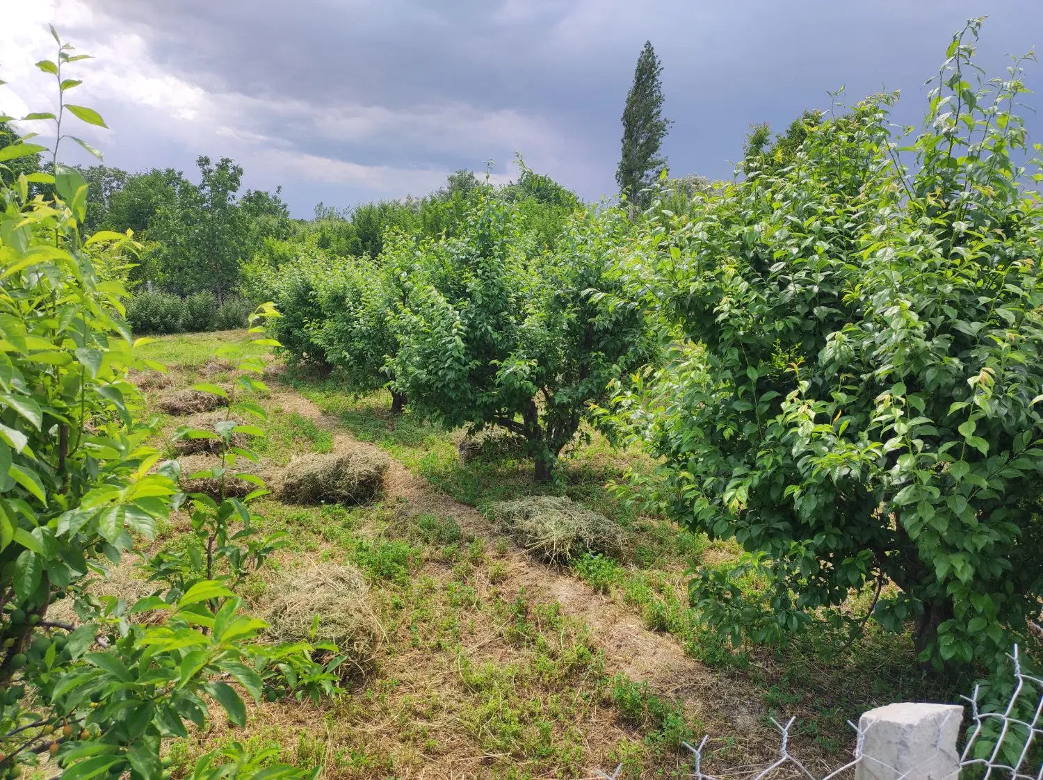 باغ ویلا در جاده سلماس روستای عربلوی بیشه
