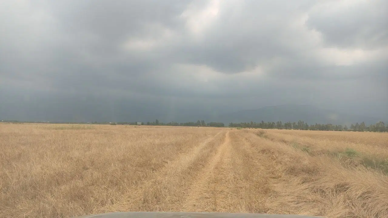 زمین زراعی ۱۷_۵ هکتار