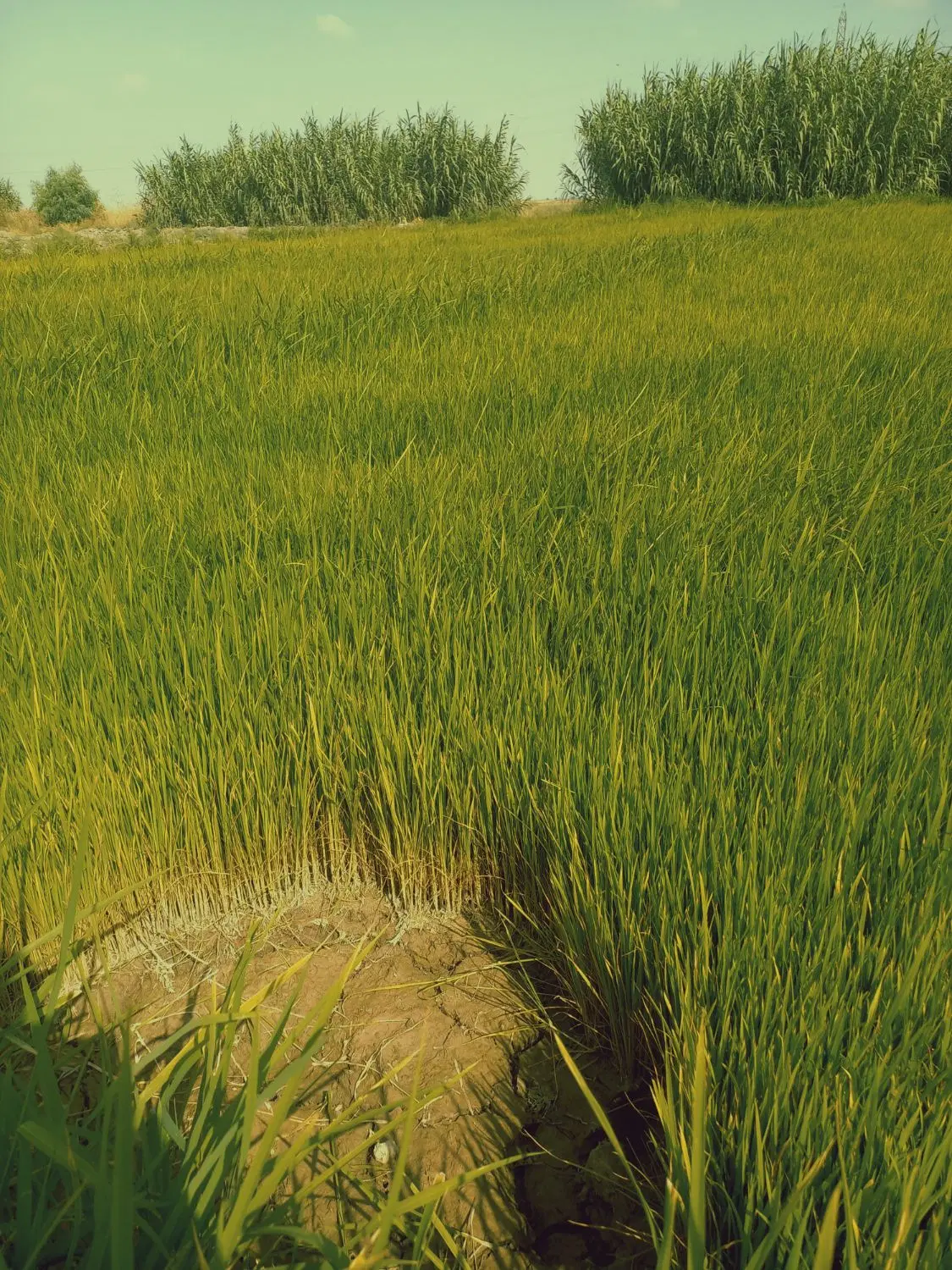بزرشالی