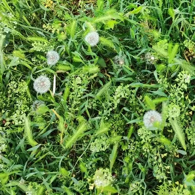 زمین کشاورزی