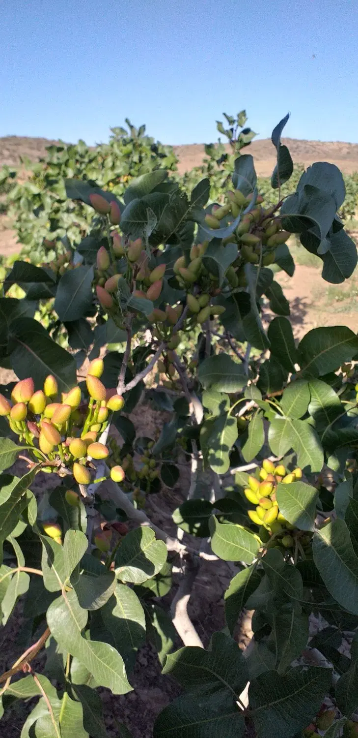 باغ پسته با آب دائمی