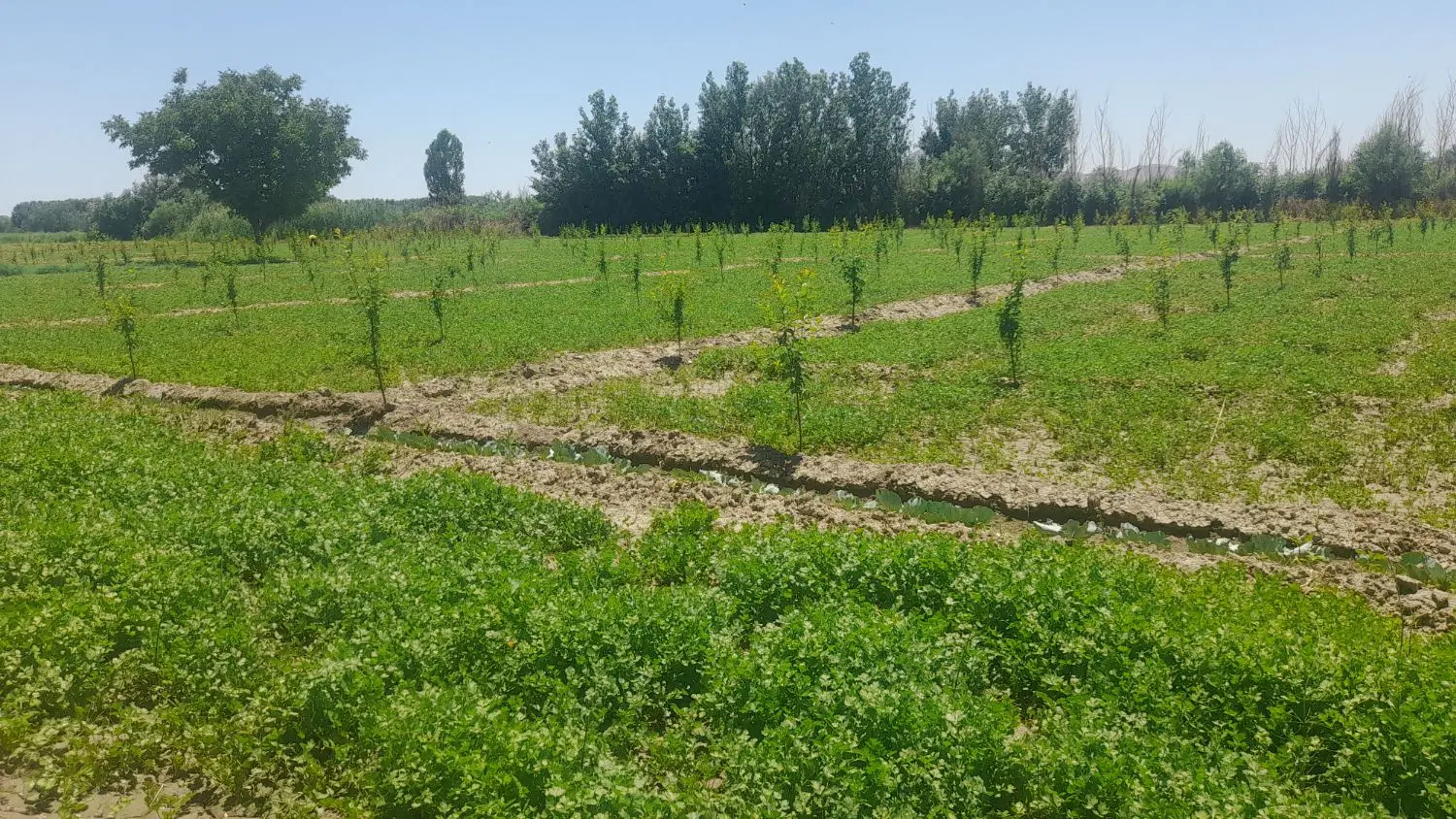 باغچه الوان