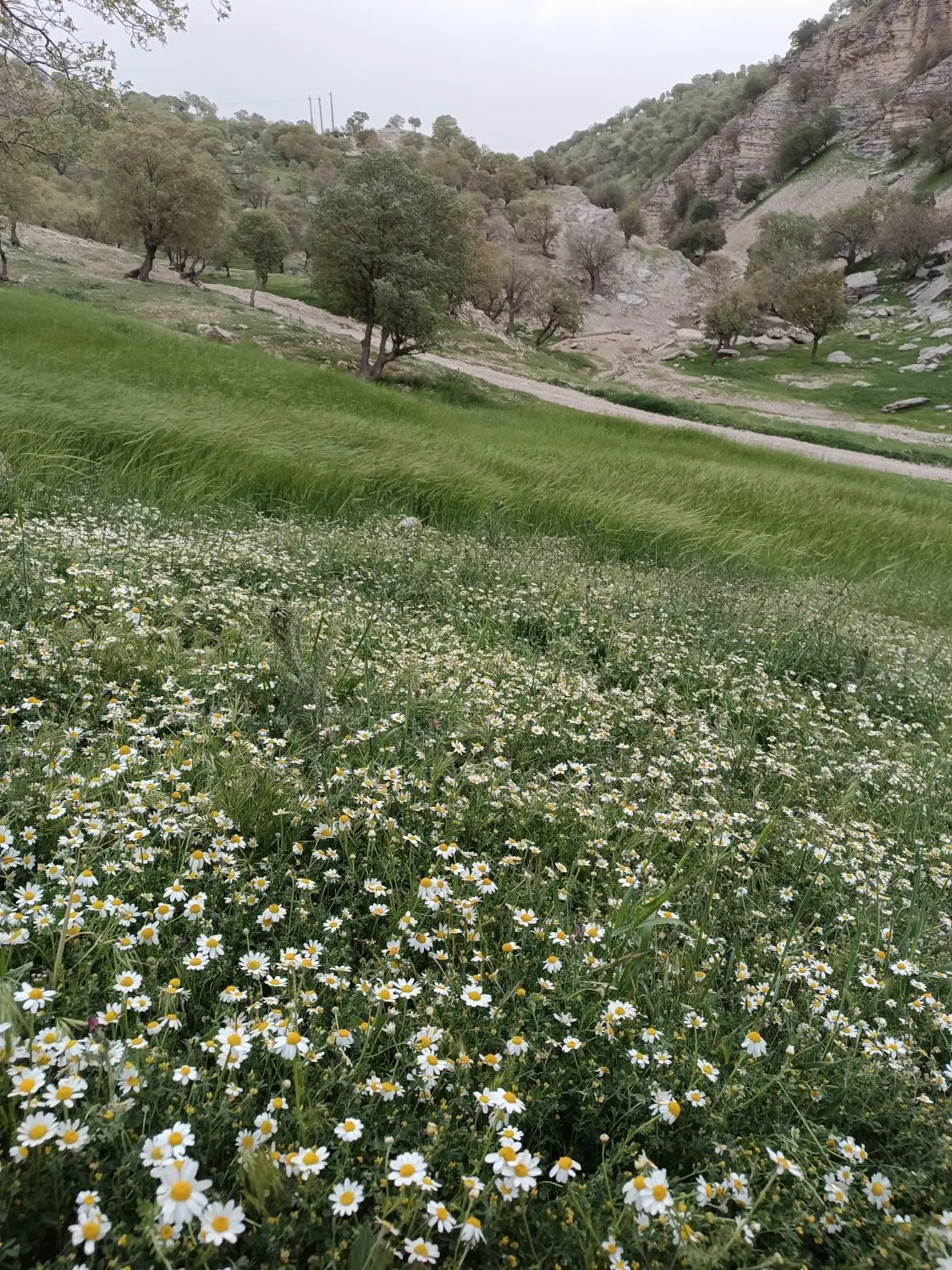 زمین اشوری جاده بهشت رضا