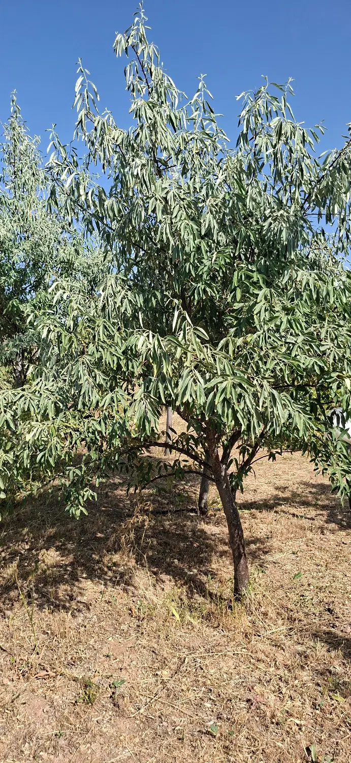 فروش باغ