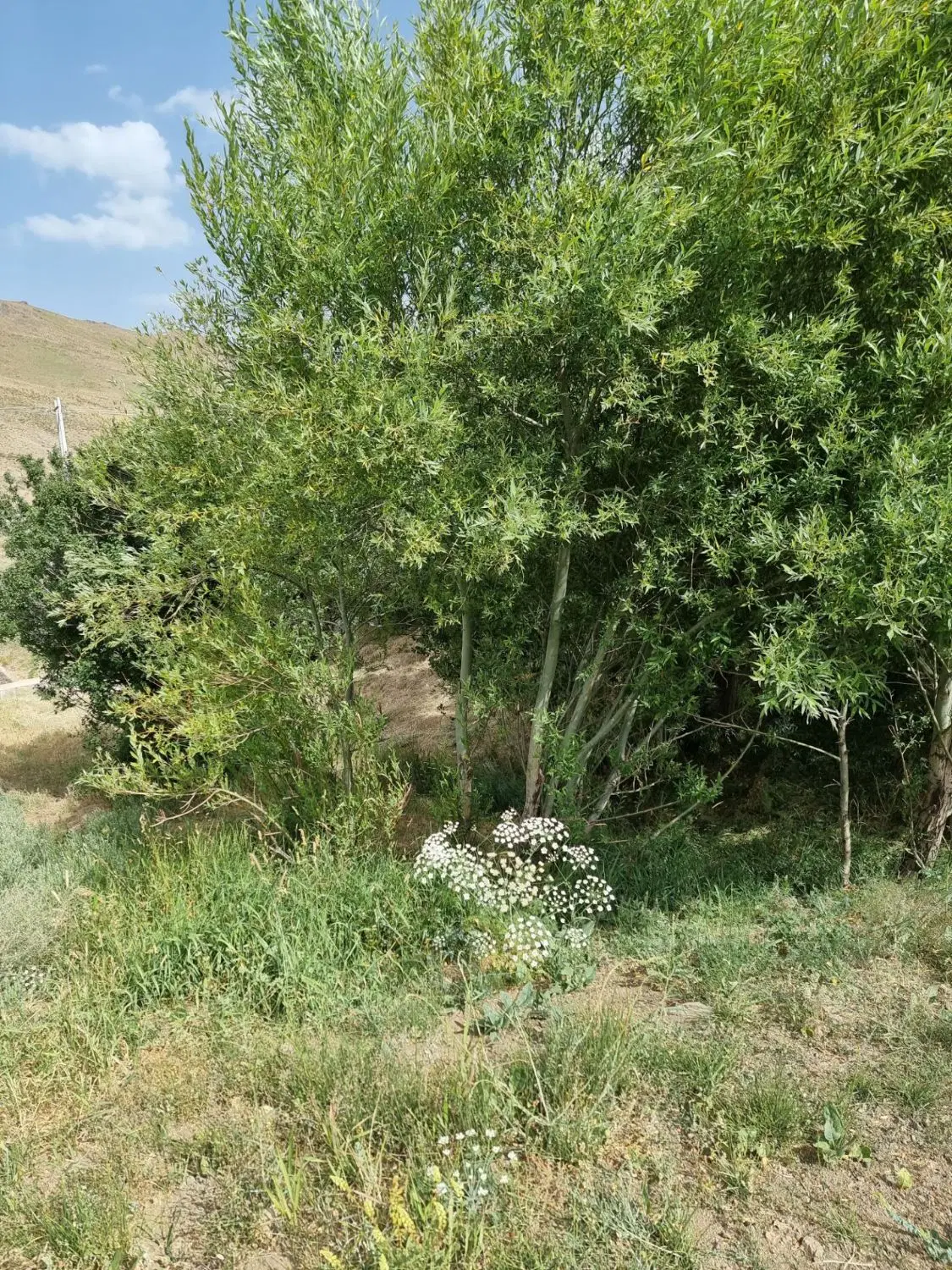 5500مترزمین باغی  بحرجاده تهم به طارم سند دار