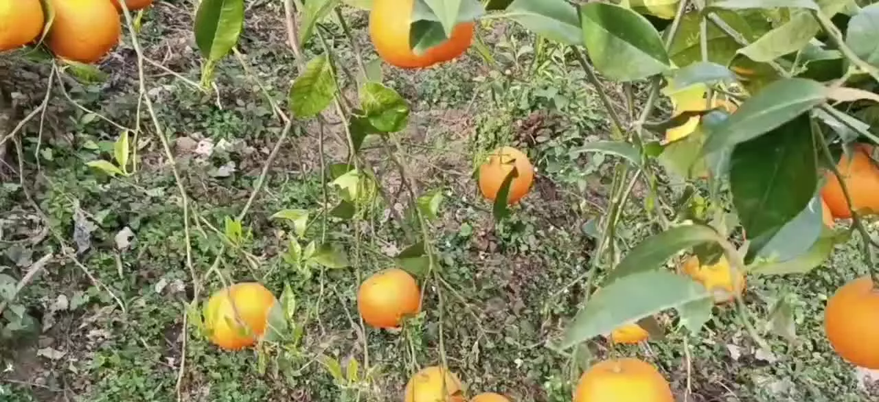 زمین باغی-مسکونی