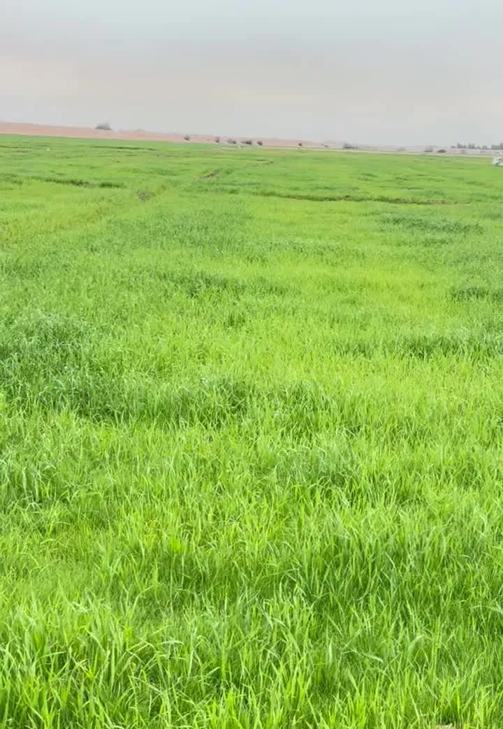 زمین کشاورزی