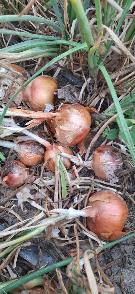 اجاره زمین کشاورزی