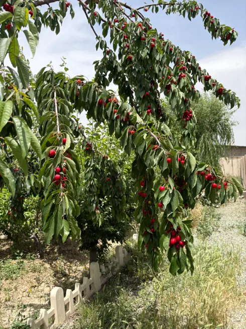 ۶۰۰ متر باغچه رامجین
