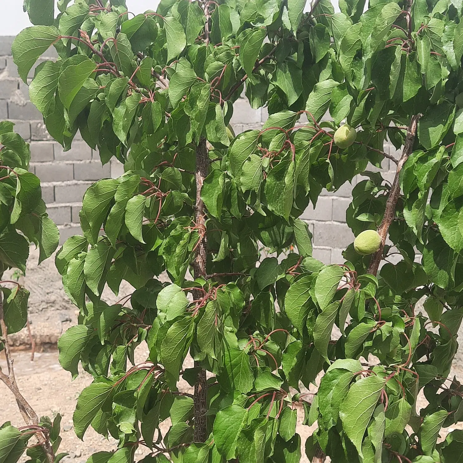 زمین چهار دیواری میم