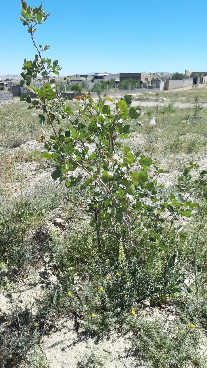 زمین باغی در شورین
