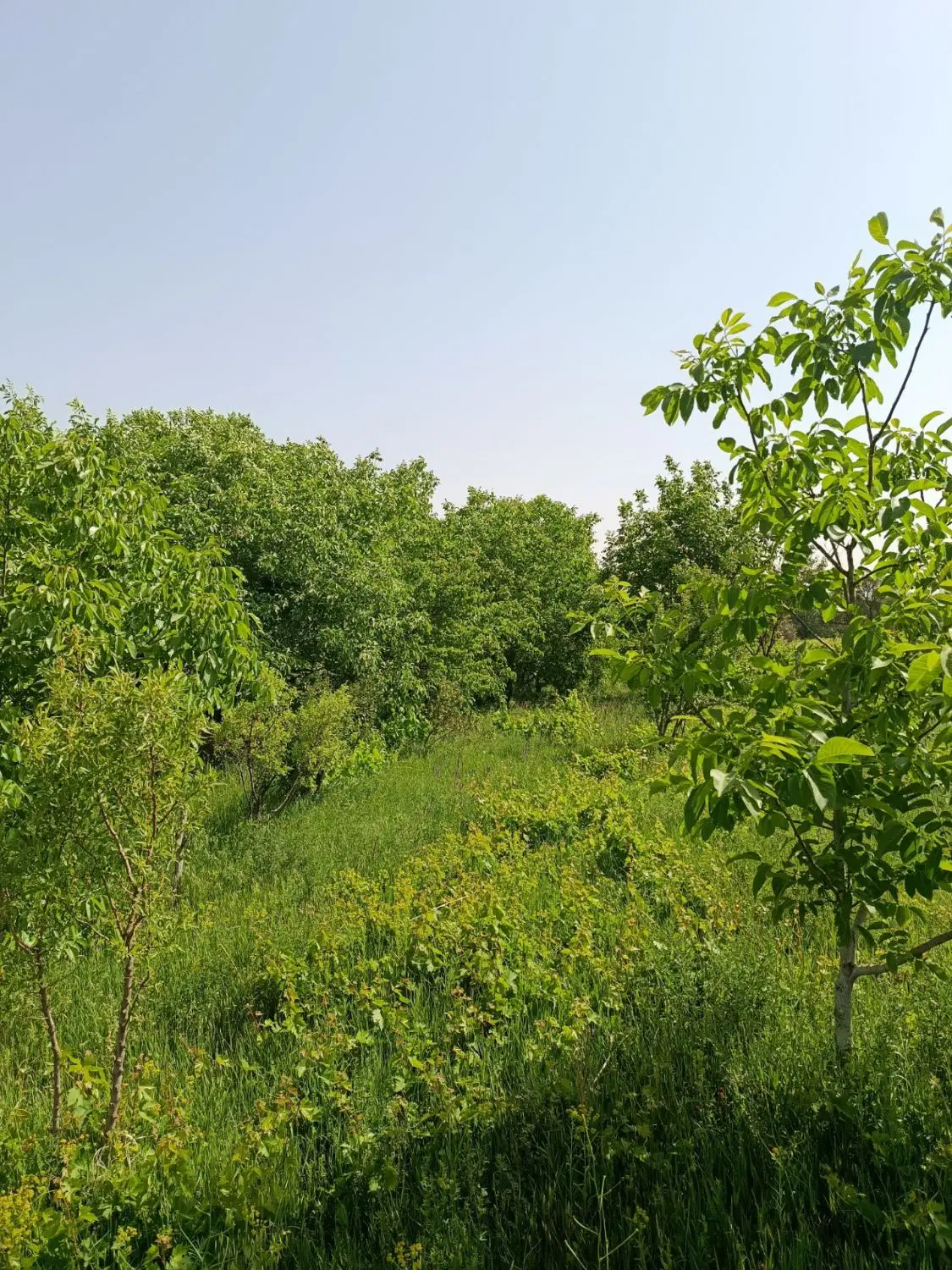فروش باغ
