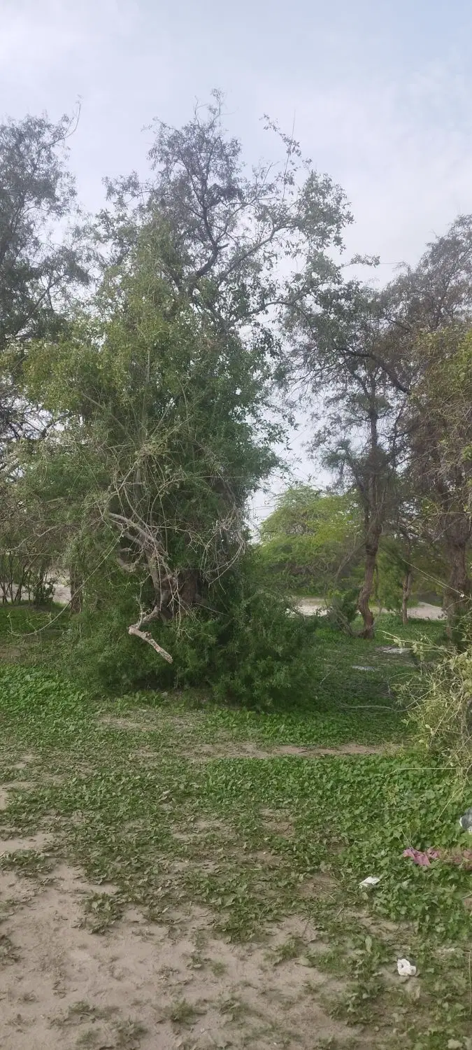 زمین  ۱۵۰۰ متر مربع