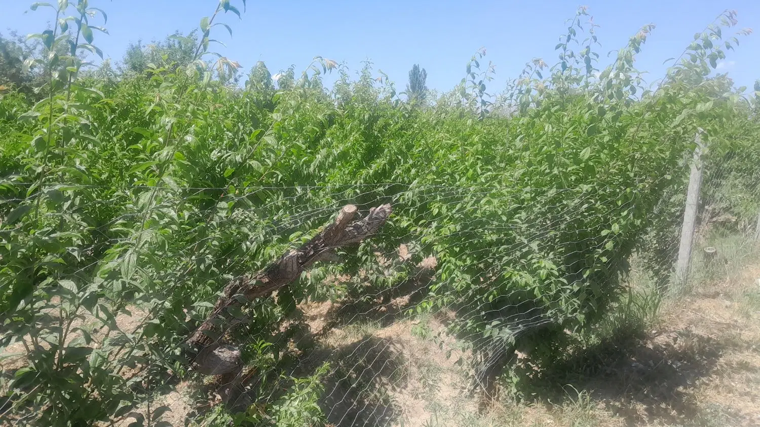 زمین بقیمت